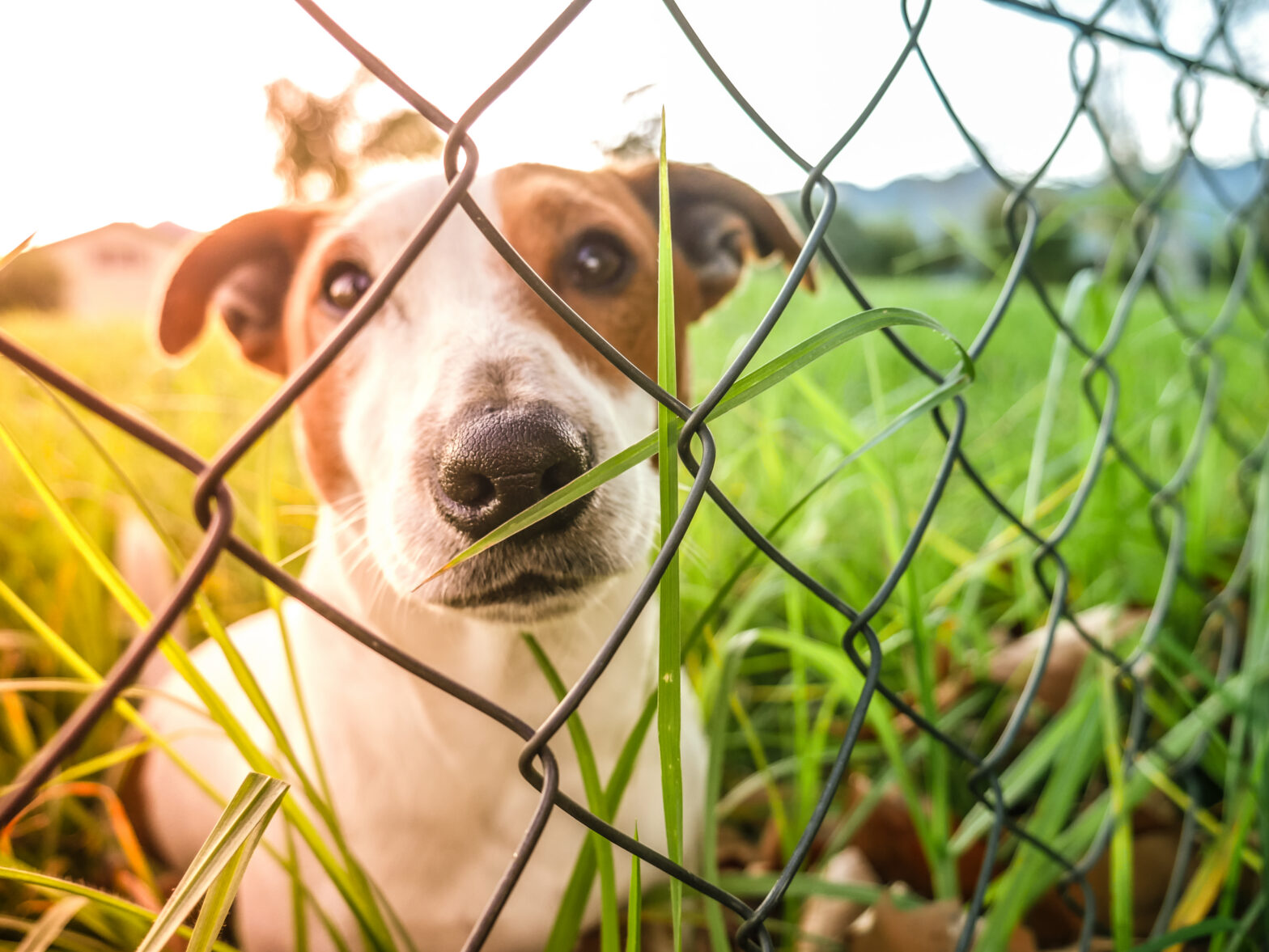 Photo of a dog kennel from a Georgia fencing contractor